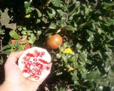 Foto del paso 1 de la receta: Mermelada de granada