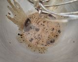 Une image de l'étape 1 de Dalgona cappuccino et sirop de chocolat.