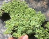 A picture of step 3 of Lentil Cream with Coconut Peanut Butter and Sprouts.