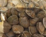 Foto del paso 1 de la receta: Chirlas o almejas en salsa
