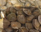 Foto del paso 1 de la receta: Chirlas o almejas en salsa