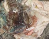 Hình bước làm 1 của món Canh củ nấu cá và rau cần