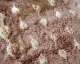 A picture of step 5 of Cold Coffee Cake🤤😋.