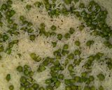 A picture of step 3 of Garlic Mater Pulao with Koftay Aalu #CookpadApp.