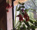 A picture of step 1 of California Farm Airdrying Thai Hot Peppers.