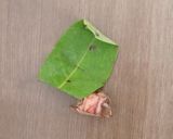 Foto langkah ke 3 dari resep Oseng Daun Pepaya.
