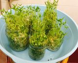 Hình bước làm 2 của món Trứng chiên rau mầm đậu xanh