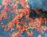 A picture of step 1 of Fresh Indonesian Salad (Trancam).