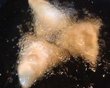 A picture of step 7 of Chai aur Samosa.