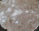 A picture of step 5 of Aaloo Roti.