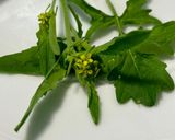 Foto del passaggio 1 della ricetta Insalata di erbe ed albedo