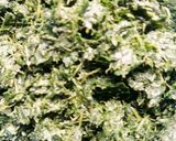 A picture of step 2 of Bitter leaf soup(eworu).