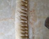Foto del paso 5 de la receta: Rosca rellena