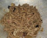 Foto langkah ke 4 dari resep Sate Usus Ayam.