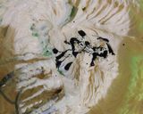Foto langkah ke 4 dari resep Nastar Klepon Lumer.
