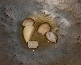 Foto langkah ke 5 dari resep Sate Jamur Tiram Kunyit Kemiri.