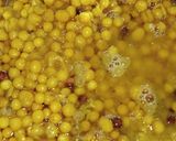 રગડા પેટીસ (Ragda Pattice Recipe In Gujarati) રેસીપી સ્ટેપ2ફોટો