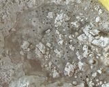 Foto del paso 3 de la receta: Pan de molde de espelta de masa madre !!!!
