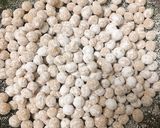 Hình bước làm 3 của món Trân Châu Đường Đen