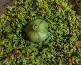 عکس مرحله 3 از دستور دمپخت سیر
