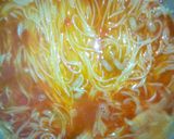 A picture of step 2 of Jollof Spaghetti and macroni.