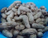 Foto langkah ke 3 dari resep Kacang Rebus 5.30.7.30 Irit Gas.