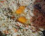 Foto langkah ke 7 dari resep Arem-arem mie ayam sayur.