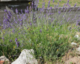 Foto del paso 6 de la receta: 🍪Galletas de Lavanda🍪