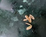 A picture of step 4 of Roasted Sunflower Seeds Ladoo.