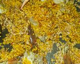 Foto del paso 8 de la receta: Paella de cangrejo azul y potón