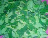 A picture of step 1 of Moringa salad.