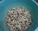 A picture of step 4 of Mung Bean Sprouts (Tauge).
