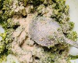 A picture of step 1 of Fish with wild garlic pesto topping.