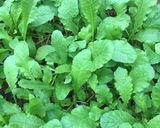 Hình bước làm 1 của món Canh trai nấu rau cải củ