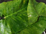 Kochu Pata Chingri