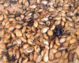 Foto del paso 2 de la receta: Pipas de semillas de calabaza
