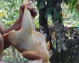 Foto del paso 5 de la receta: Pachamanca a la olla desde la selva central