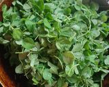 मेथी भाजी (Methi Bhaji Recipe In Marathi) रेसिपी स्टेप 3 फोटो 