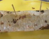 A picture of step 6 of Mayo Paneer Kathi Roll.