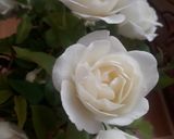 عکس مرحله 5 از دستور دمی گوجه🌷🌷