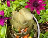 Hình bước làm 3 của món Artichoke (A ti sô)mix rau củ
