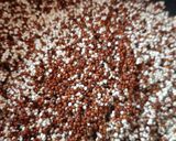 Foto del paso 4 de la receta: Papa Canoa al Horno, Rellena con Quinoa roja y Blanca