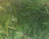 A picture of step 1 of Palak tomato curry with cream.