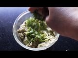 हिरव्या मुगाची भजी (hirvya moongachi bhaji recipe in marathi)