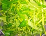 Foto langkah ke 4 dari resep Kangkung Terasi Cah Cumi.