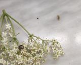Bodza szirup szörp, szárított teának való, és ágyas méz recept fázis 3 fotója