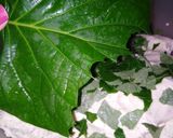 Foto del paso 5 de la receta: Tesmolito (chilatole)