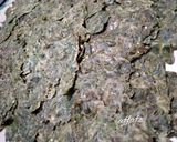 Foto langkah ke 6 dari resep Dendeng Daun Singkong (Kripik Paru KW).