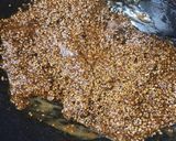 तिळाची चिक्की (tidachi chikki recipe in marathi) रेसिपी स्टेप 4 फोटो 