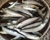 Une image de l'étape 1 de Croquettes 🌶de sardines 🐟aux herbes 🌿 de Provence🌱🍃.